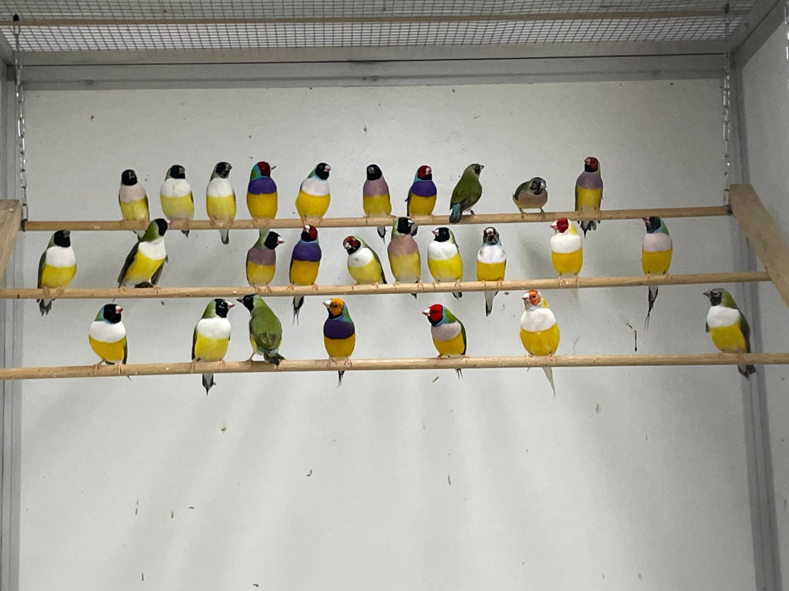Mooie forse gouldamadines natuurbroed, Geringd