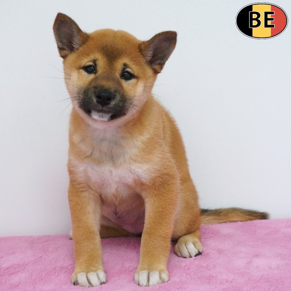Shiba Inu (femelles) chiots belges à vendre, Animaux & Accessoires, Chiens | Huskys, Loulous & Types primitifs, 15 semaines à 1 an