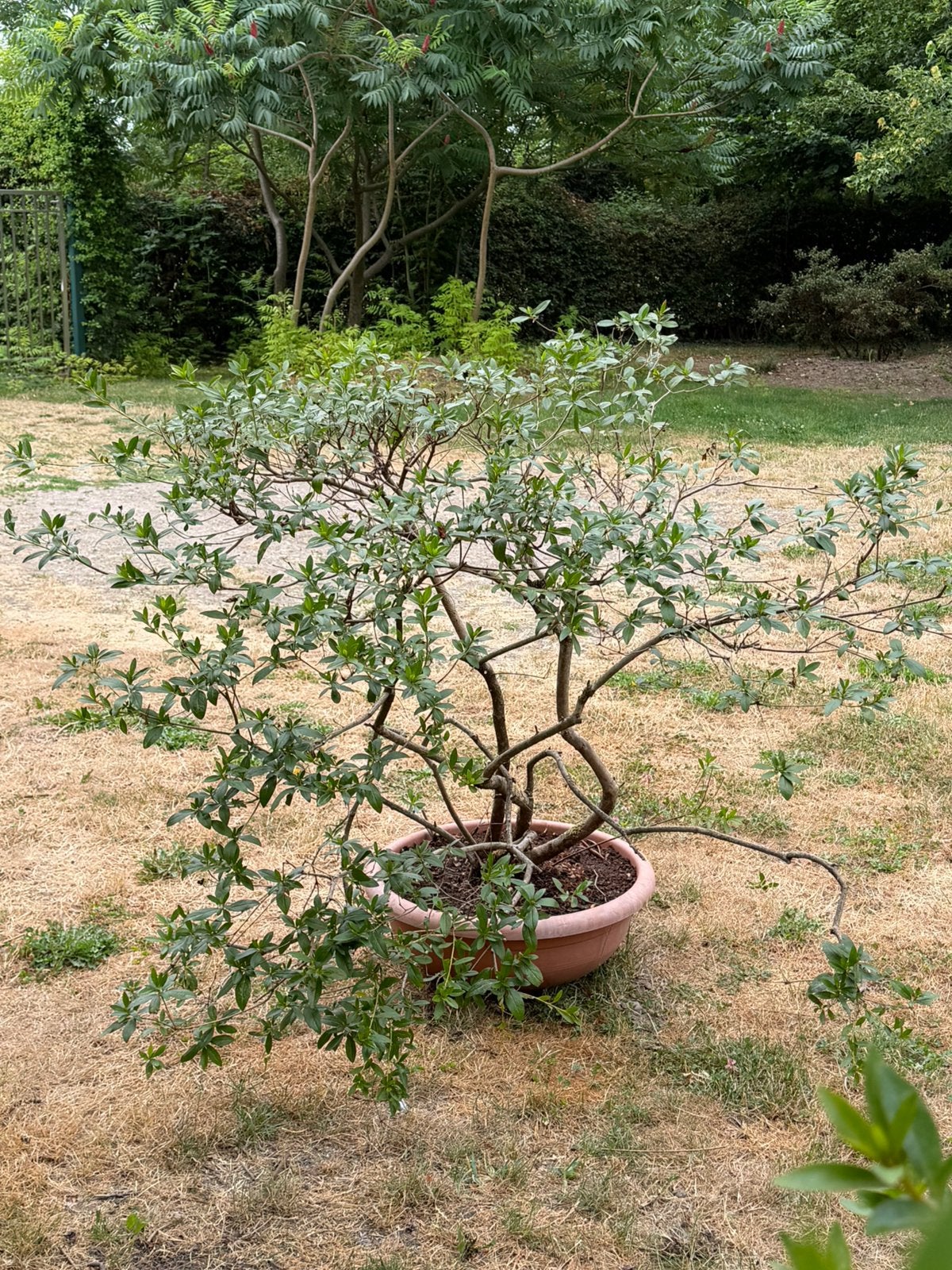 Oude azalea, Tuin en Terras, Ophalen