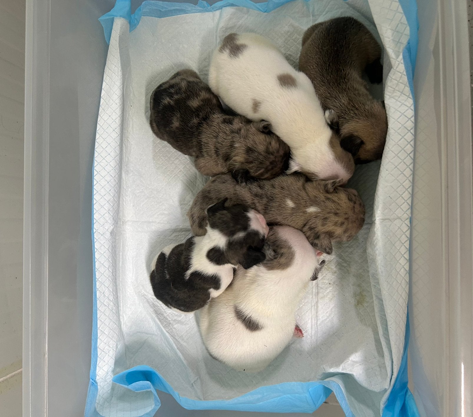 Franse bulldogs ouders aanwezig, Parvo, België, Particulier, 8 tot 15 weken