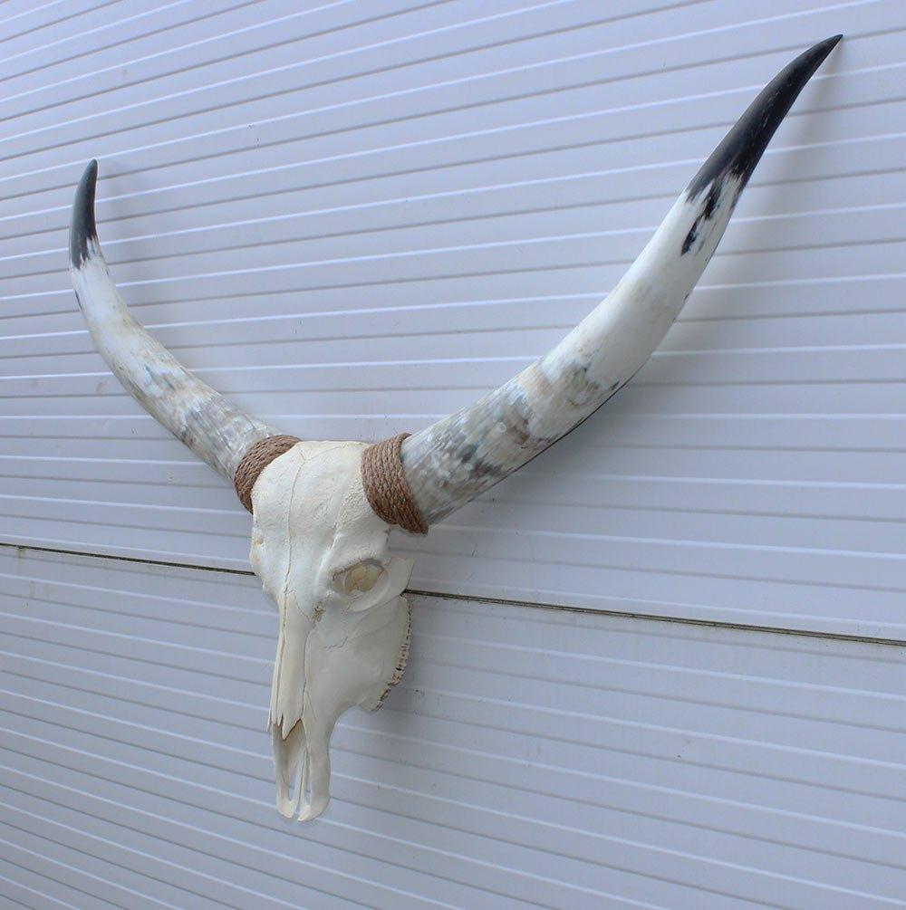 Grote schedel TEXAS STYLE LONGHORN 120 cm - ref. H, Enlèvement, Neuf, Animal de ferme, Crâne