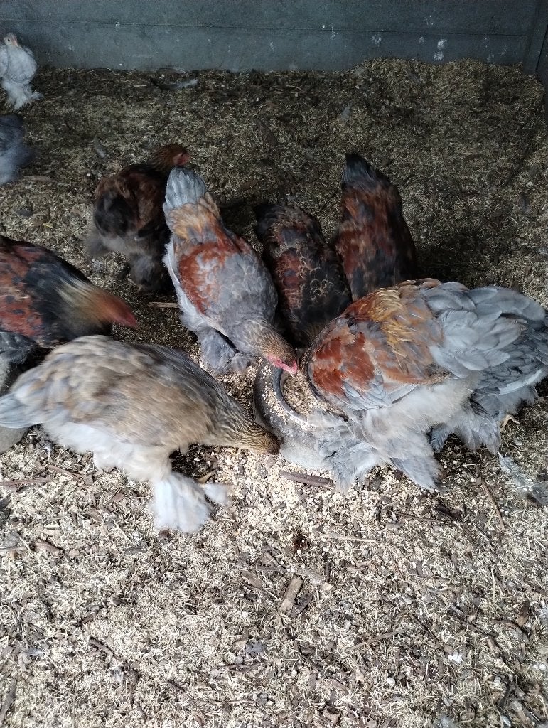 BRAHMA HAANTJES TE KOOP, Mâle, Poule ou poulet