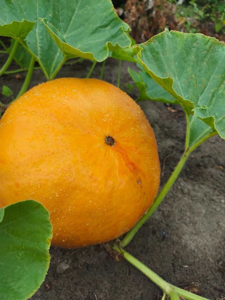 pompoenen, Enlèvement