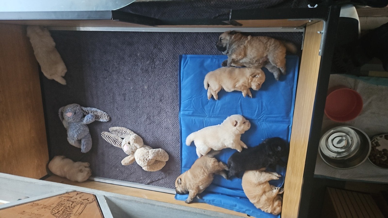 chow chow dekreu, 3 à 5 ans, Chien (mâle), Maladie de Carré (chiens), Belgique