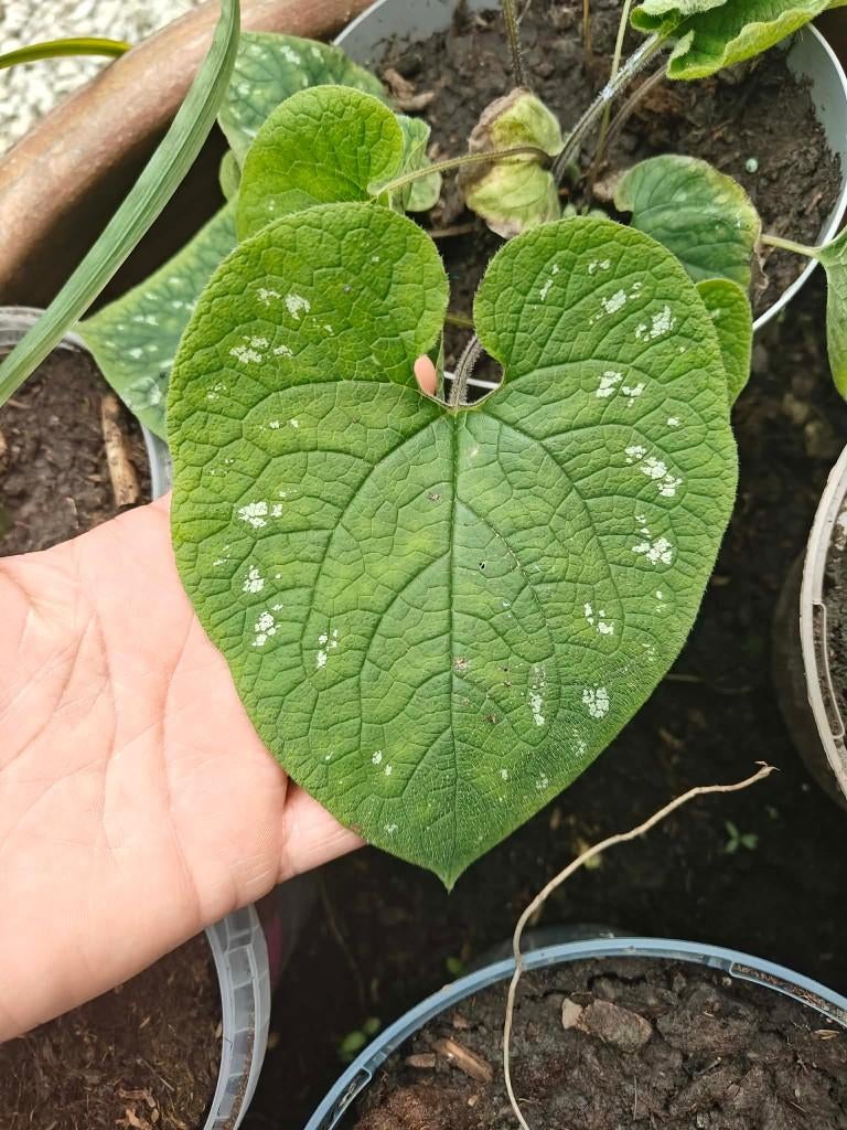 Cultivar Brunnera Macrophylla — Brunnera Macrophylla, Enlèvement