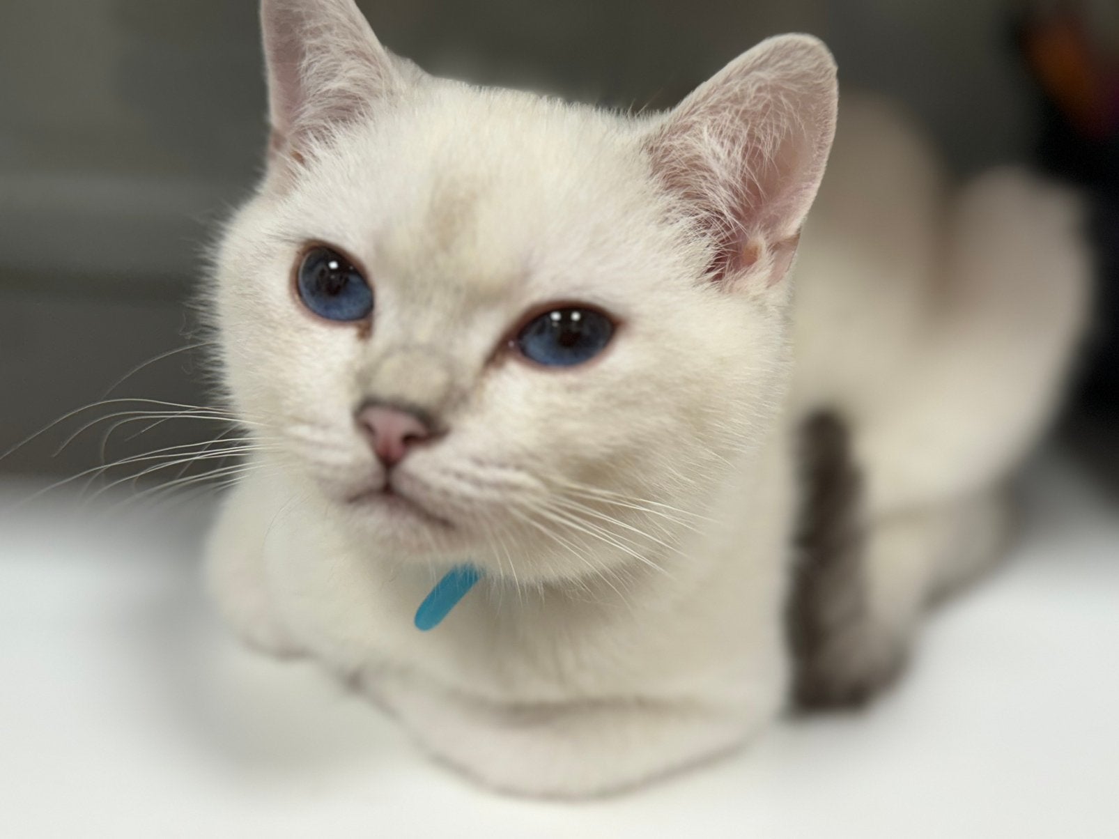 kittens Britse korthaar, Animaux & Accessoires, Chats & Chatons | Chats de race | Poil ras, Chat, Vermifugé, 0 à 2 ans