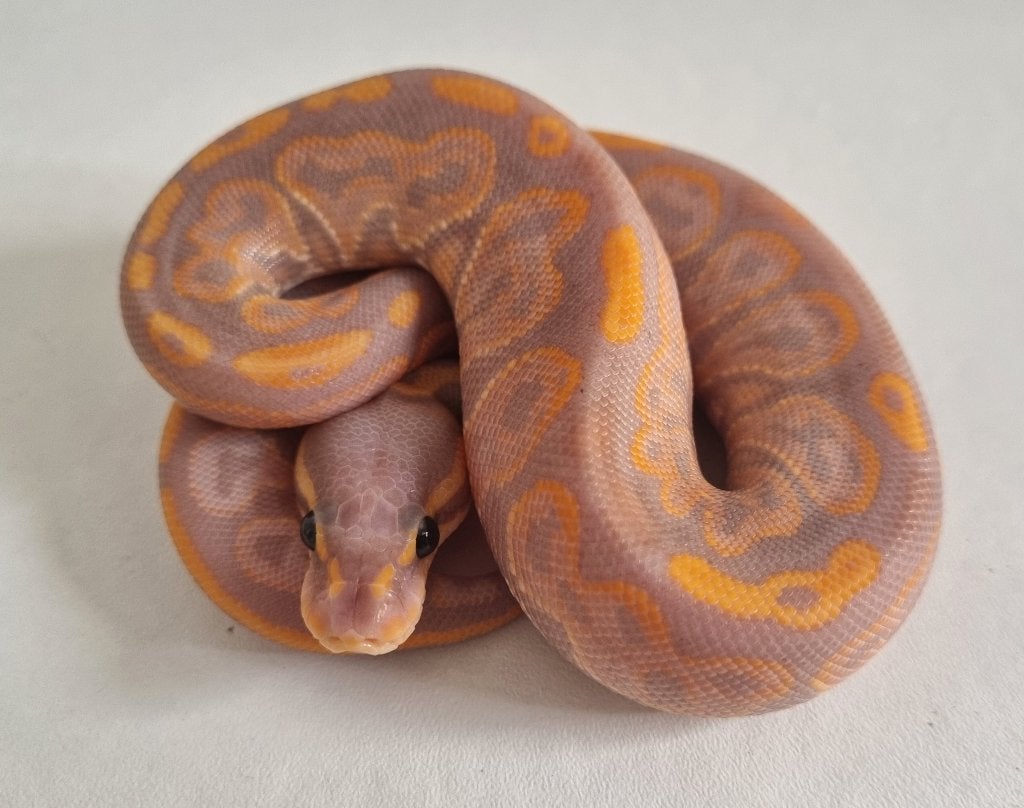 1.0 banana black pastel special 66% het clown Ball Python photo 2