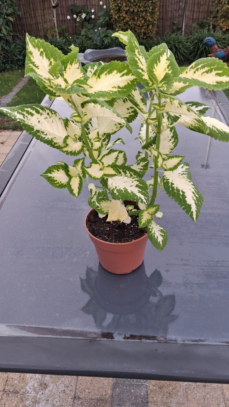 mooie siernetel coleus, Maison & Meubles, Enlèvement