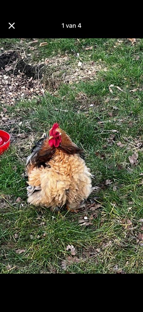 Haan zoekt nieuwe thuis, Dieren en Toebehoren, Mannelijk, Kip