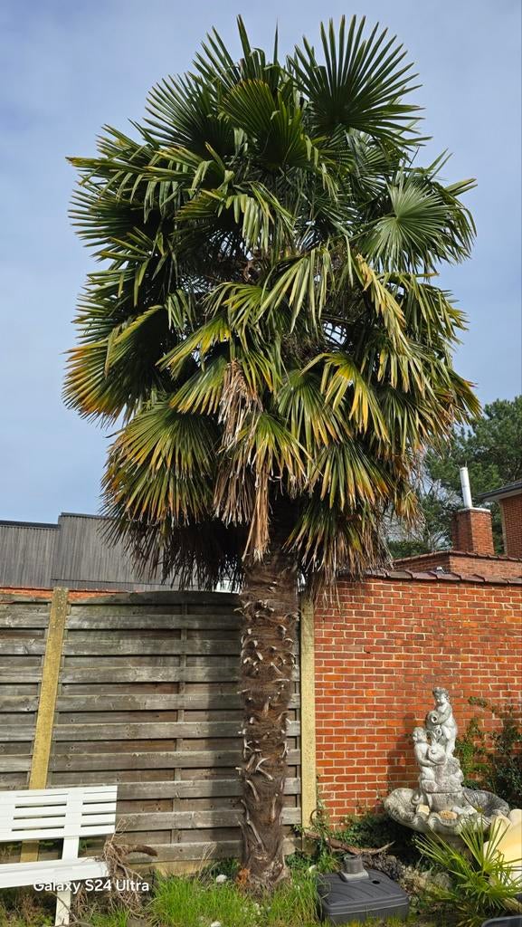 Zeer grote palmboom trachycarpus Fortunei (vrouwelijk), Ophalen, Palmboom