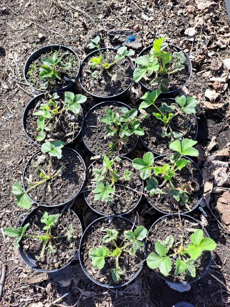 aardbeiplanten, afgehard, Tuin en Terras, Ophalen
