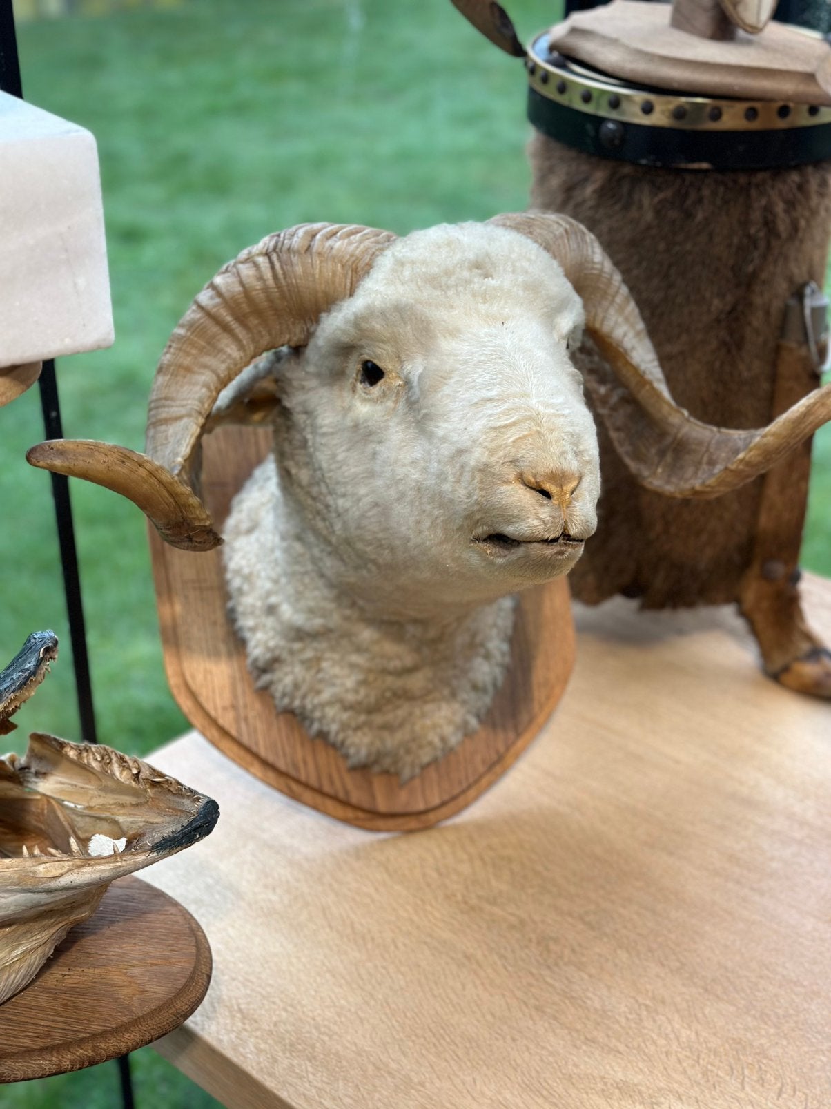 Schaap kop opgezette, Ophalen