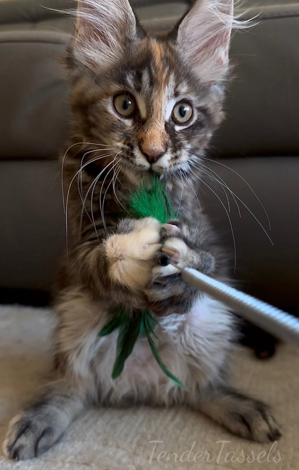 Maine Coon kittens: officiële stamboom, kampioensbloedlijnen, Meerdere dieren, Met stamboom, 0 tot 2 jaar