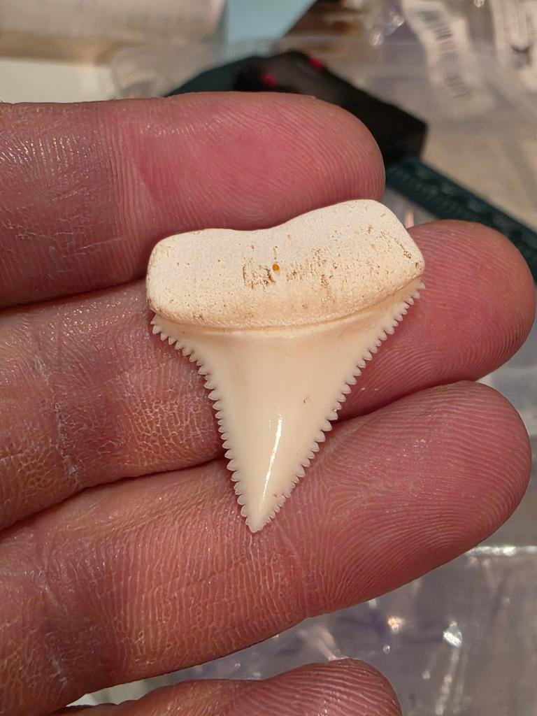 Prachtige recente Carcharodon carcharias Madagascar 3,1 cm, Verzamelen, Ophalen of Verzenden, Overige typen