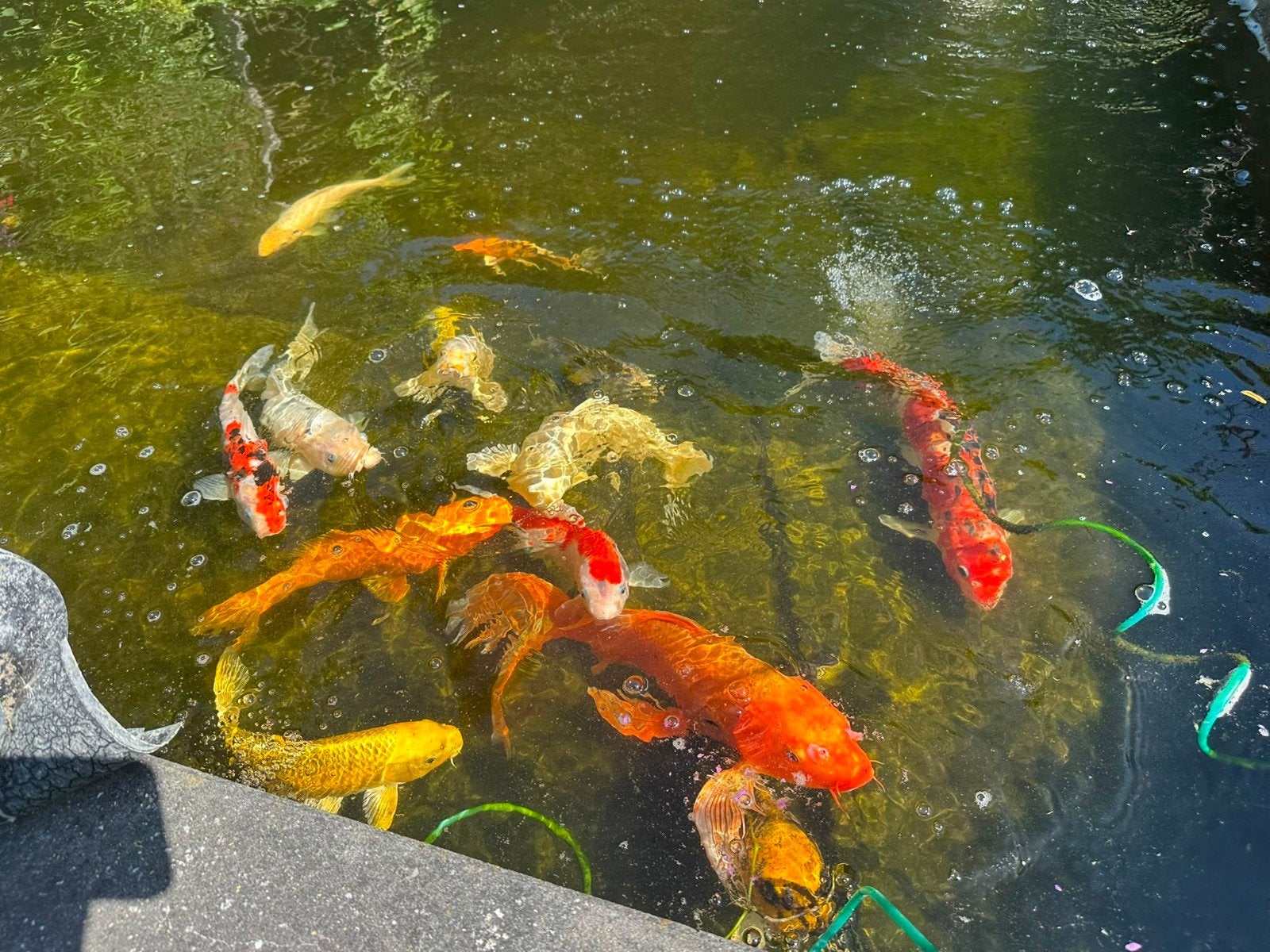 koï, Dieren en Toebehoren, Karper of Koi