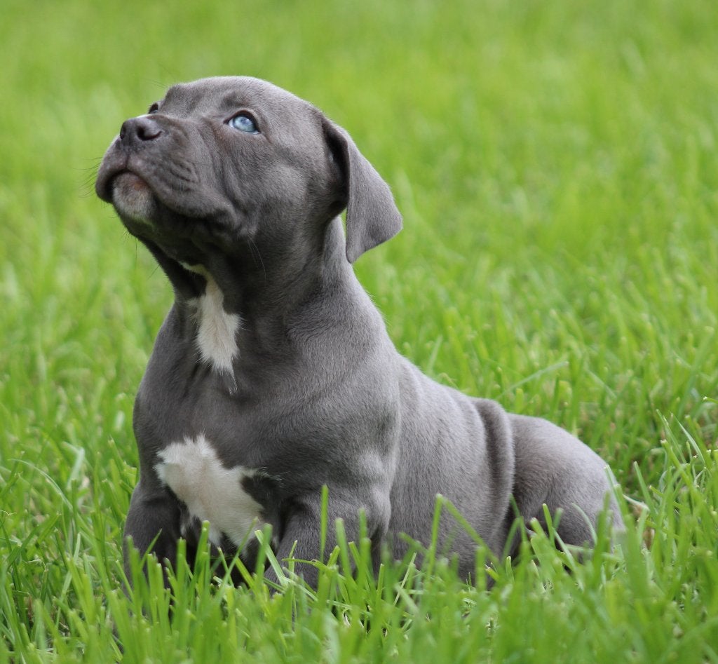 Chiots Stafford américains, Animaux & Accessoires, American Staffordshire Terrier, Plusieurs, Hépatite contagieuse (maladie de Rubarth)