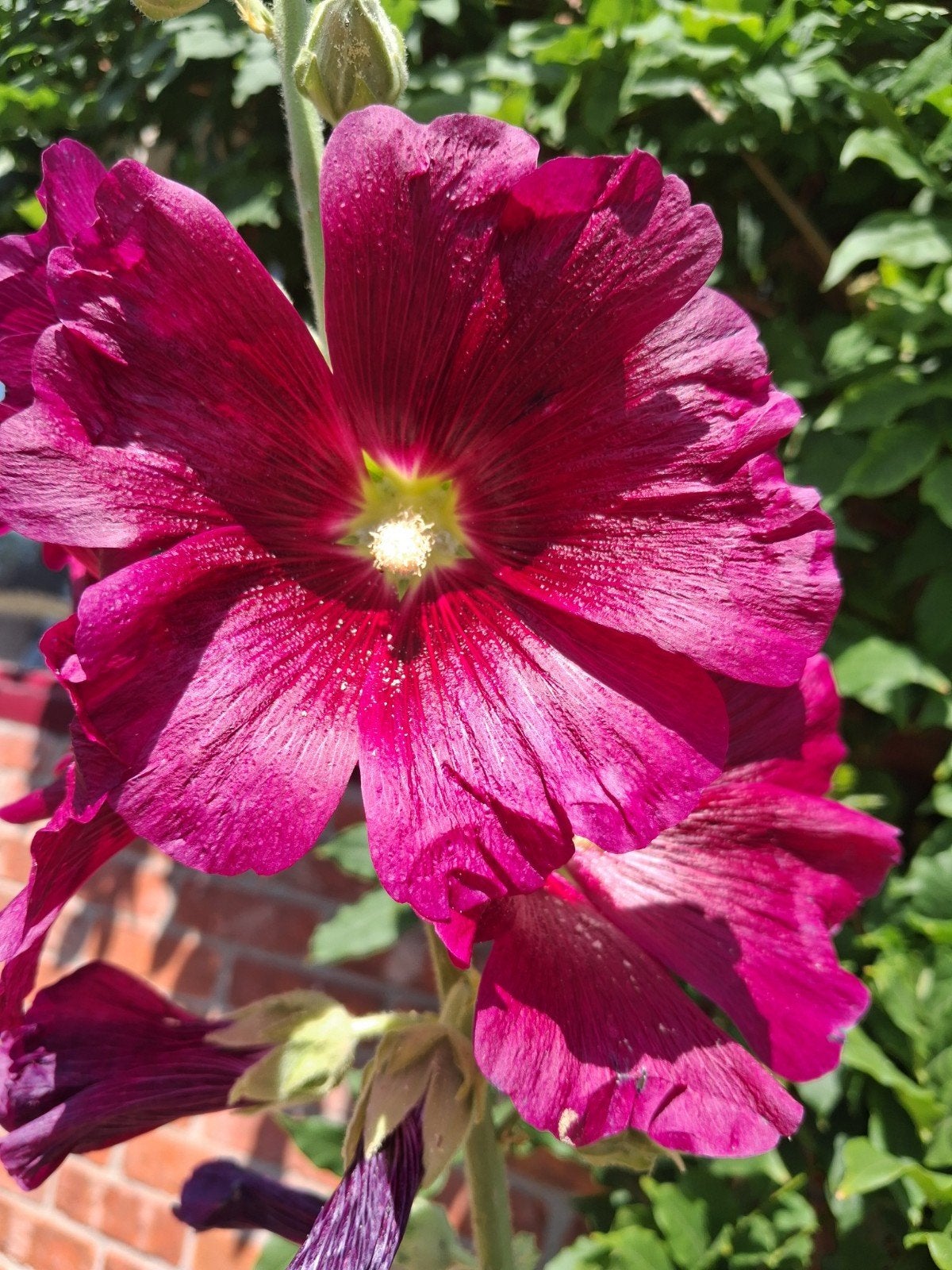 Biologische Bloemen Zaden, Ophalen of Verzenden