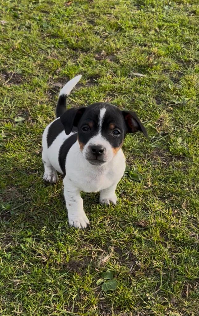 Jack Russell pup, Parvovirose, Chien (mâle), Belgique, 8 à 15 semaines