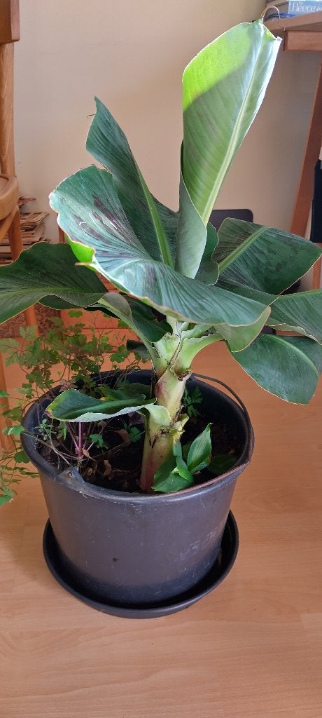 Bananenplant, Huis en Inrichting, Ophalen