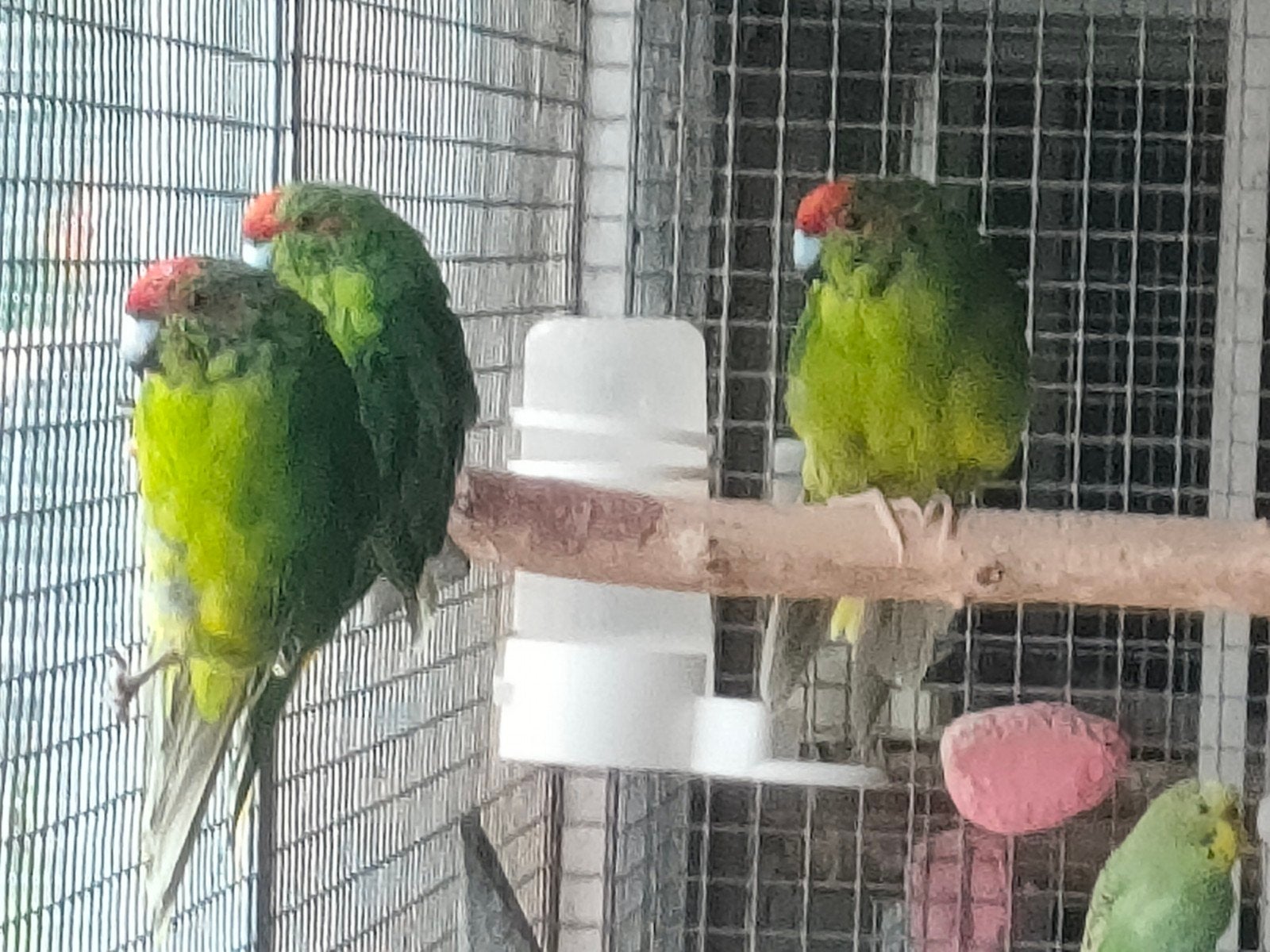 kakariki, Plusieurs animaux, Perruche