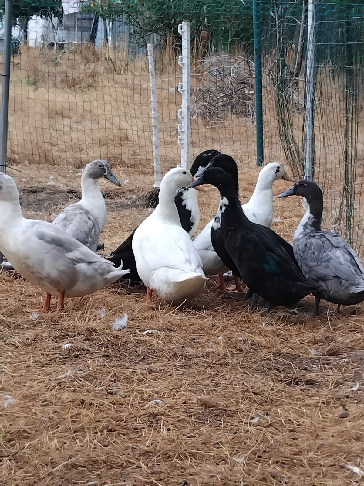 huttegemse loopeenden, Animaux & Accessoires