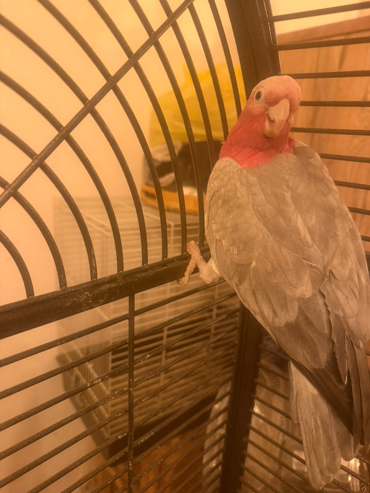 Handtamme rose kaketoe, Dieren en Toebehoren, Vrouwelijk, Papegaai, Pratend