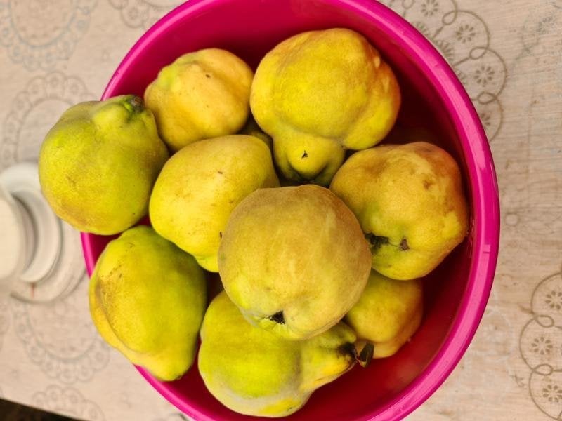kweeperen voor lekkere gelei  te maken € 1,50 per kg, Divers, Produits alimentaires, Enlèvement