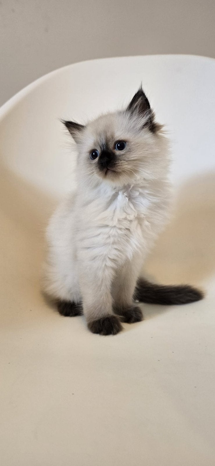 Magnifiques chatons Ragdoll disponibles à la réservation, Animaux & Accessoires, Chats & Chatons | Chats de race | Poil long, Chat