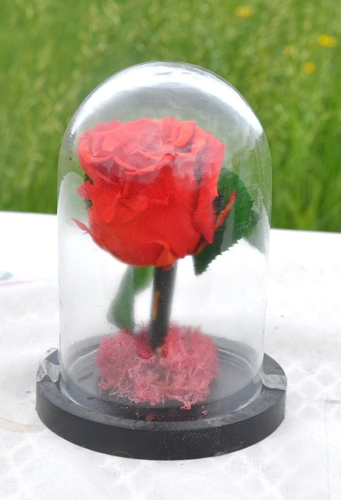 rose rouge éternel sous cloche de verre, Enlèvement ou Envoi, Comme neuf