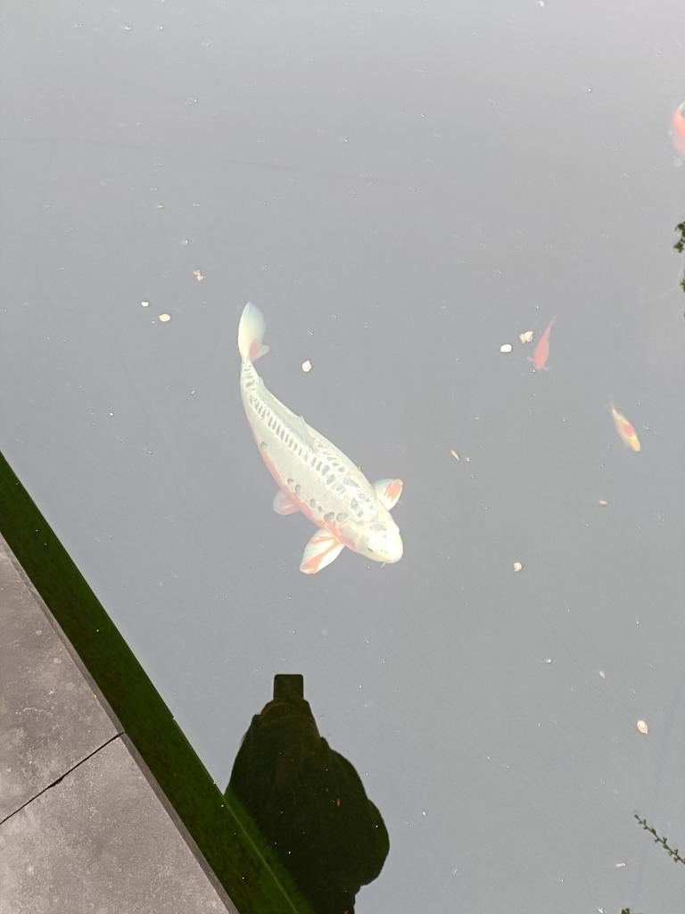 Grote koi's en kleine vissen te koop. Alles of niets, Dieren en Toebehoren, Vissen | Vijvervissen