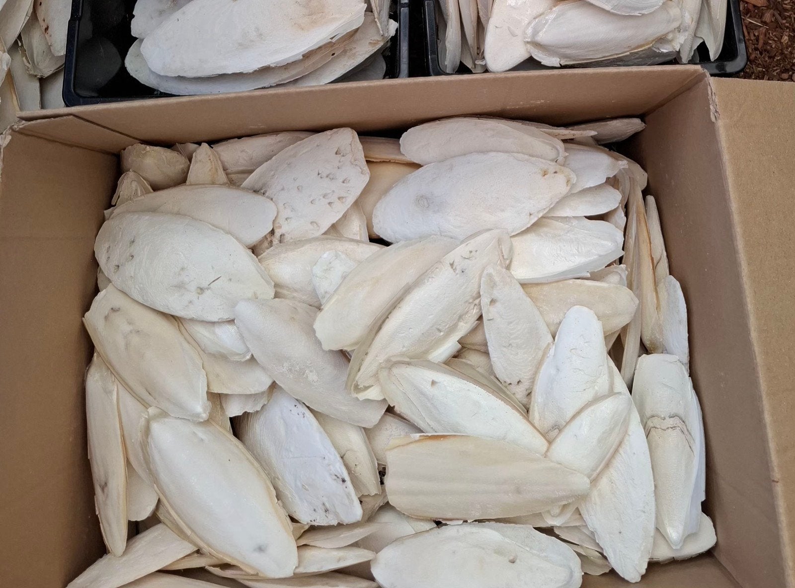 Middelkerke  laatste  kg sepia schelpen voor vogels, Dieren en Toebehoren, Parkiet