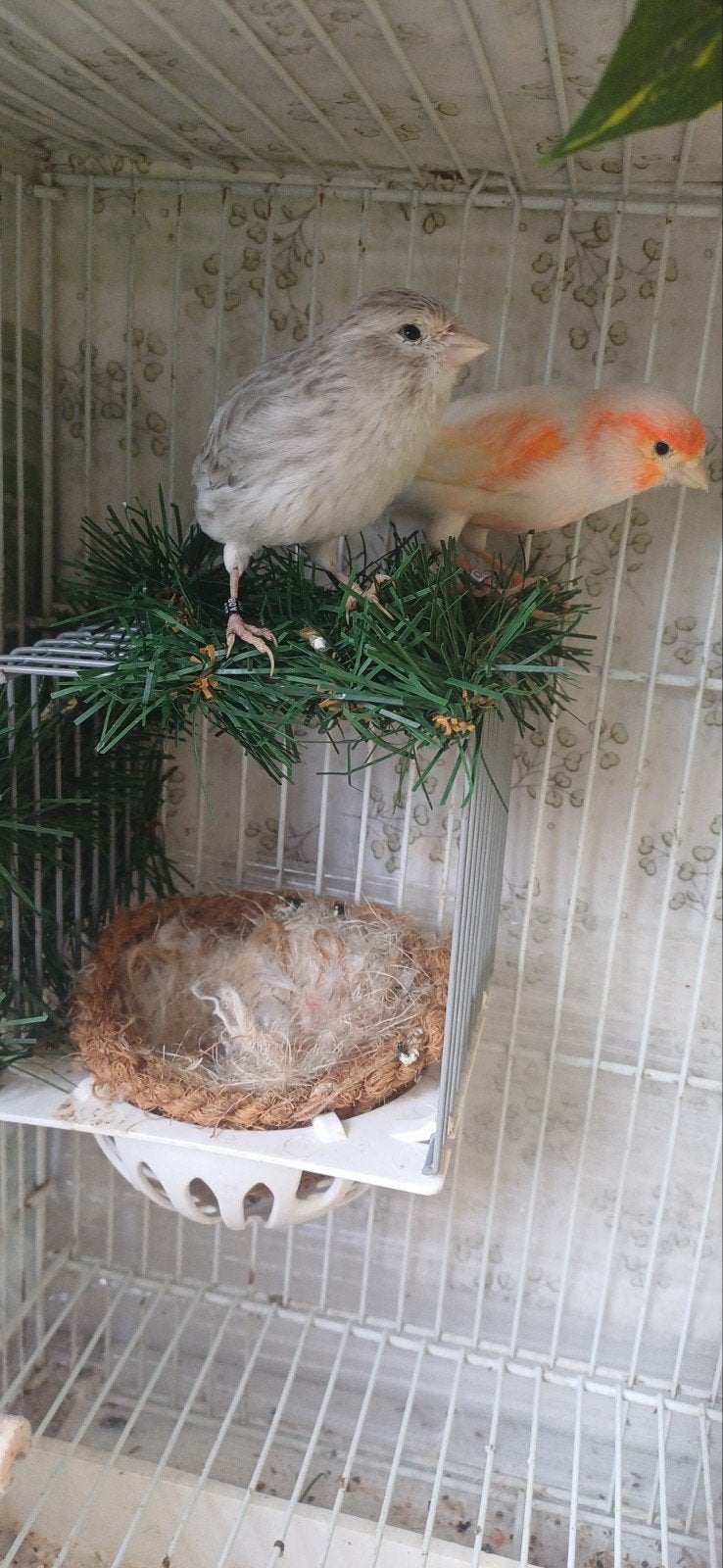 Kwkkoppel kanaries, Wildzangvogel, Geringd