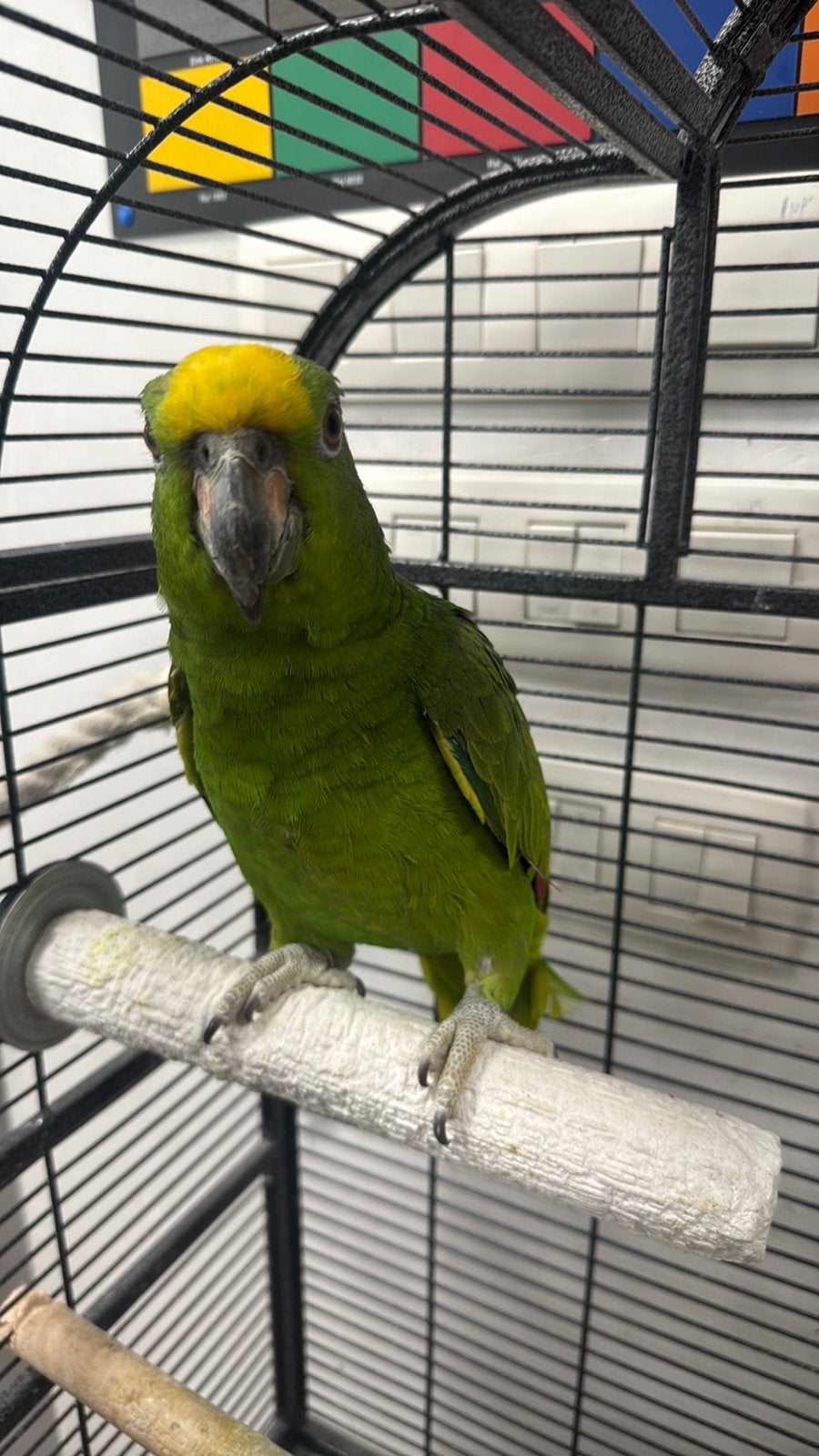 Amazone papegasien, Domestique