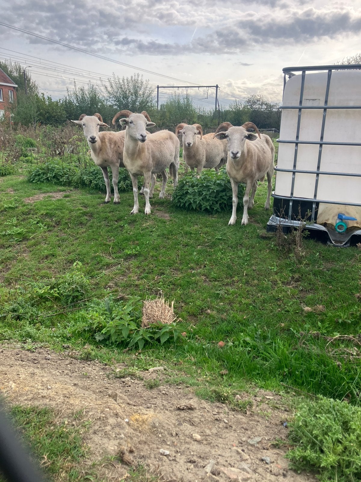 Wiltshire horn ooien, Vrouwelijk, Schaap, 0 tot 2 jaar