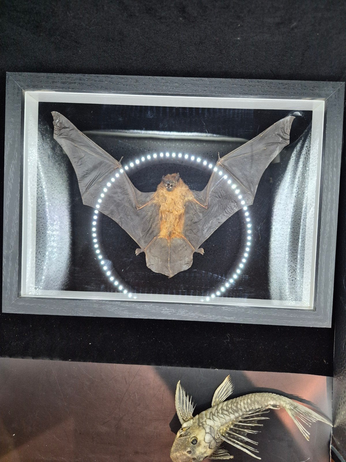 Cadre 32 cm véritable chauve-souris, Collections, Collections Animaux, Enlèvement ou Envoi