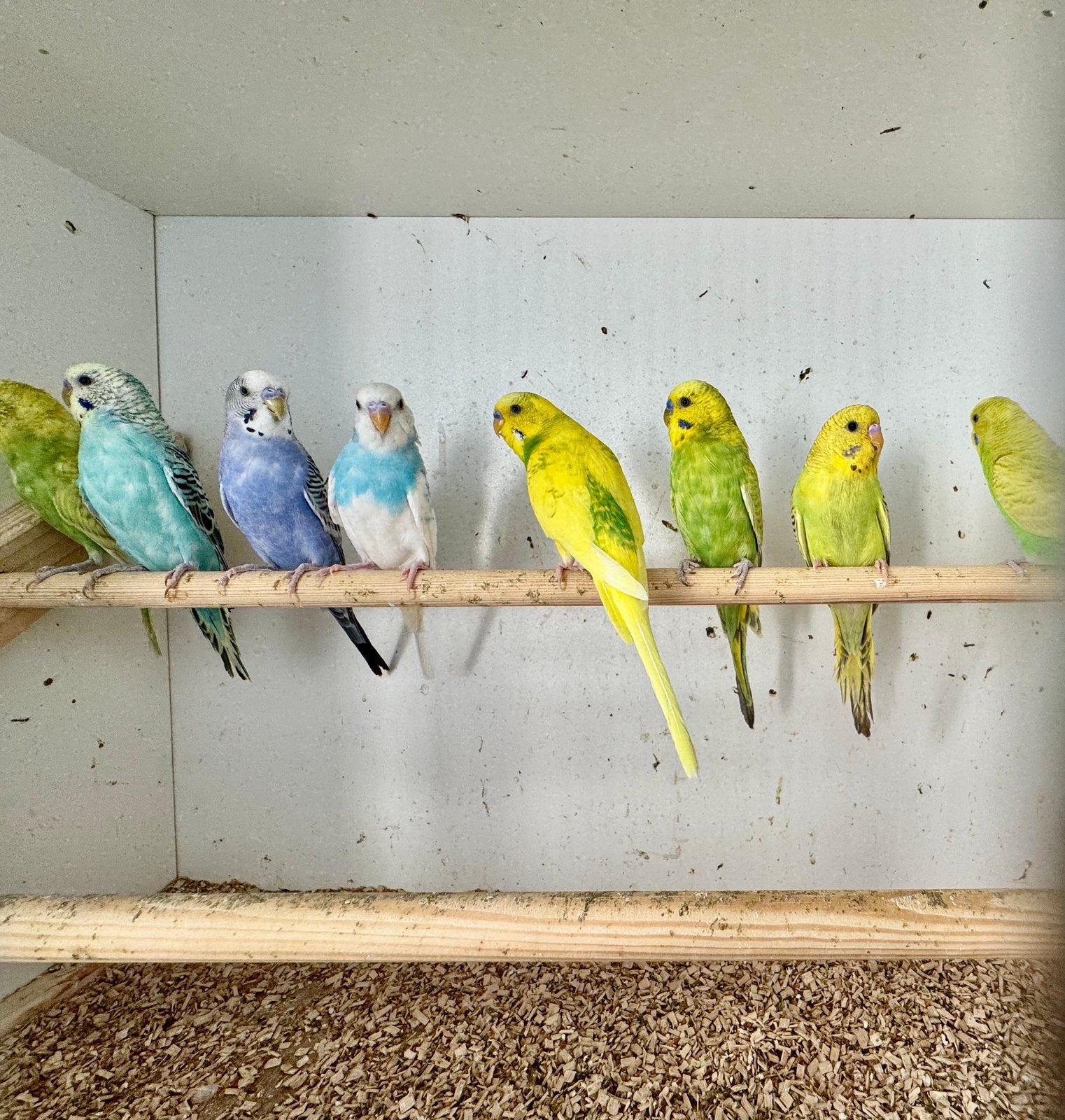 Perruches ondulées à vendre, Animaux & Accessoires, Oiseaux | Perruches & Perroquets