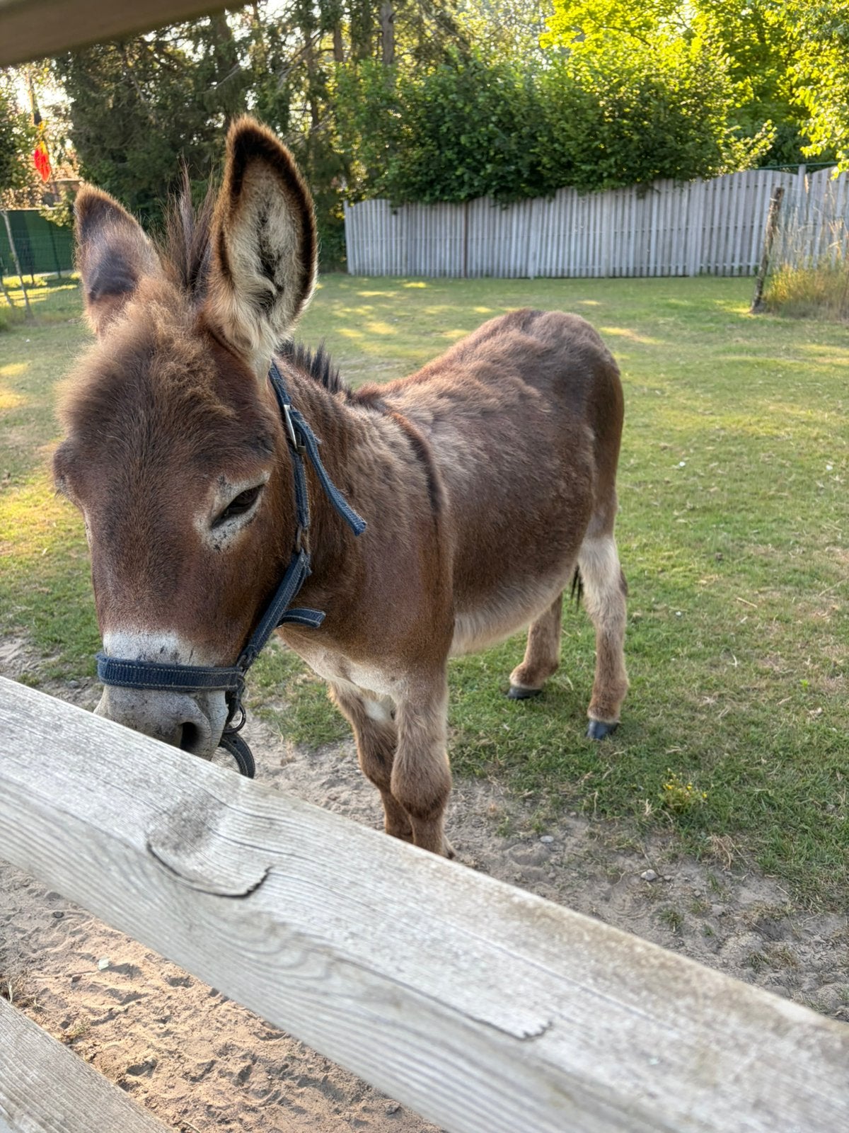 Mini ezel hengst, Dieren en Toebehoren, Augustus, Mannelijk