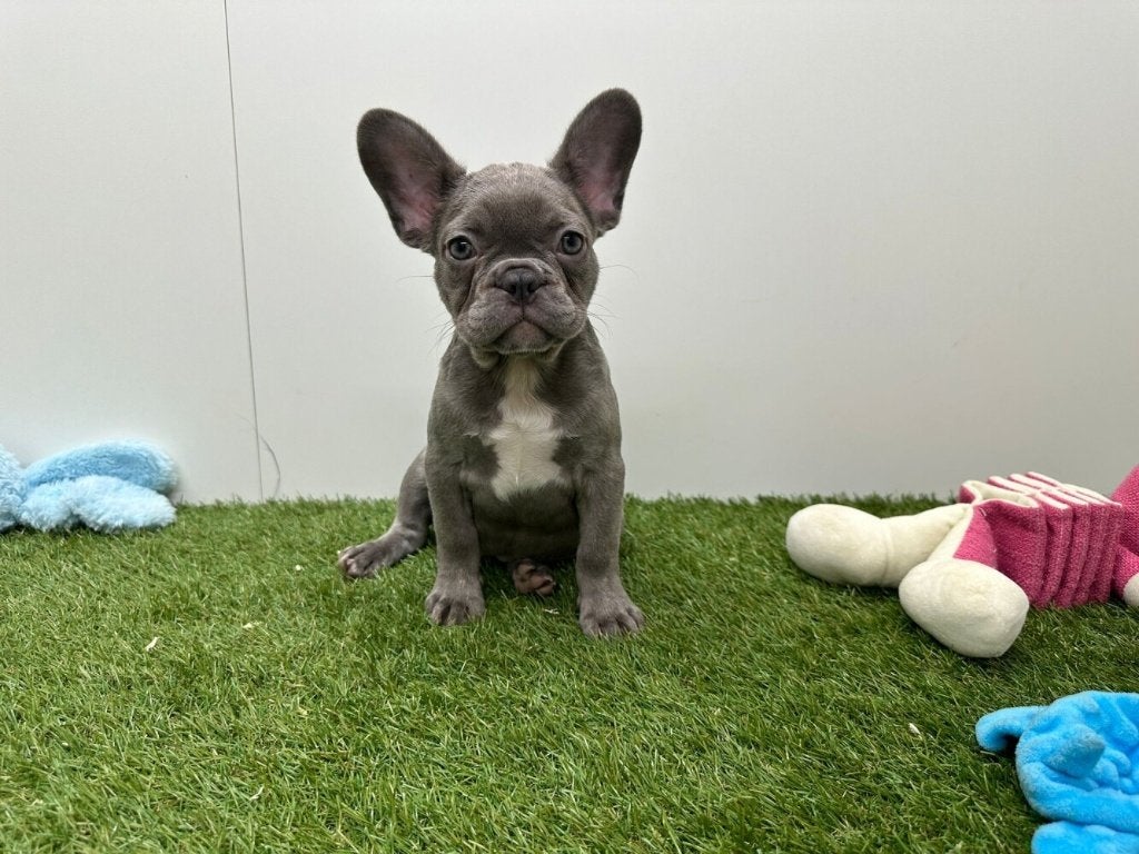 Chiots Bouledogue Français, Hépatite contagieuse (maladie de Rubarth), Bouledogue, Plusieurs, Belgique
