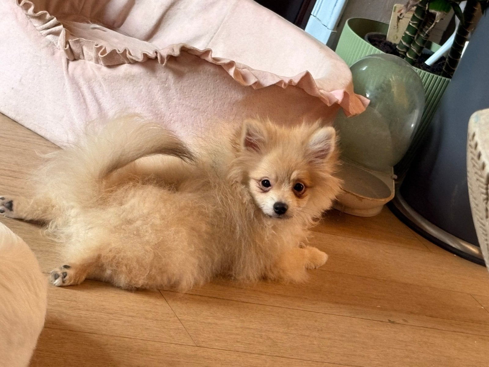 Pomeranian/kleine kees 1 schattig klein reutje, Dieren en Toebehoren, Honden | Poolhonden, Keeshonden en Oertypen, België, Fokker | Hobbymatig