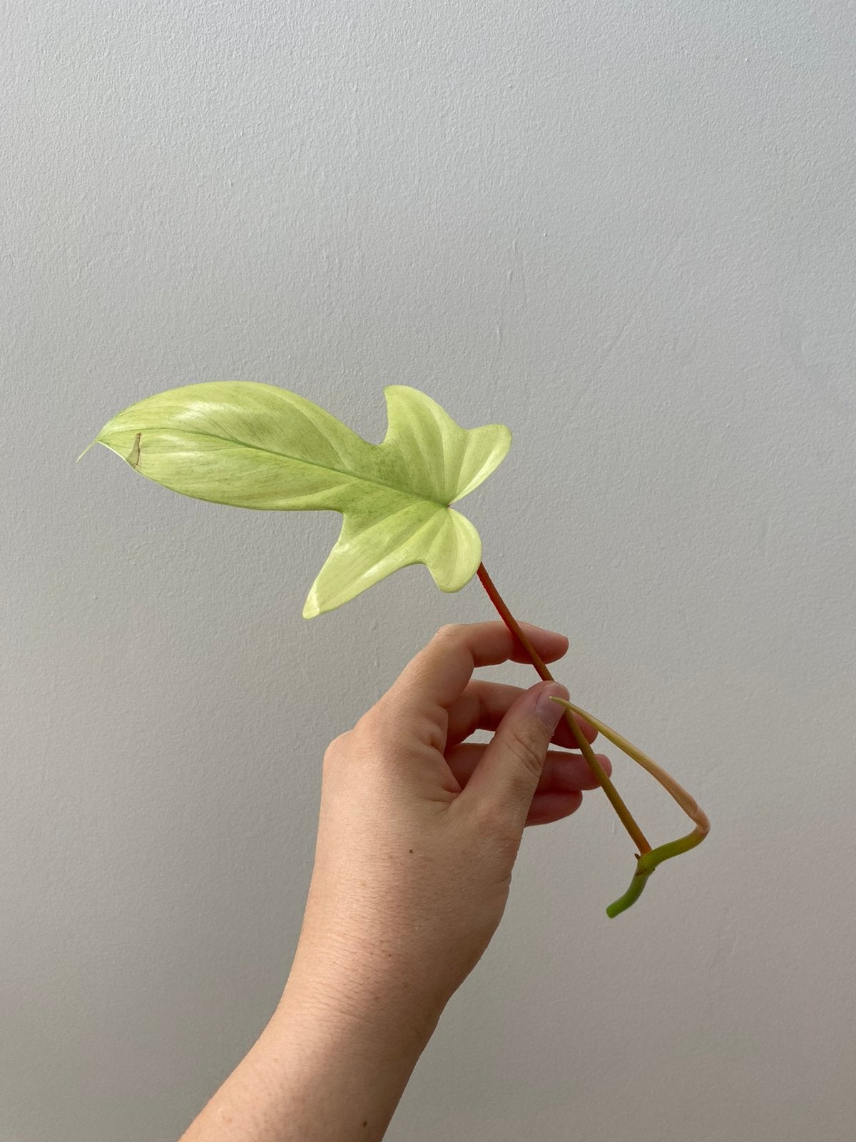 Philodendron florida ghost, Ophalen of Verzenden