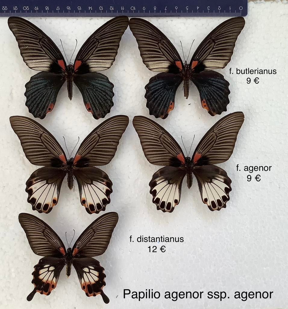 Papilio agenor ssp. agenor, 3 verschillende vormen, Ophalen of Verzenden