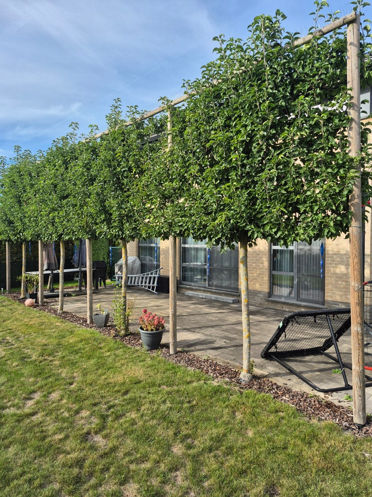 Leibomen - Pyrus Calleryana 'Chanticleer', Enlèvement