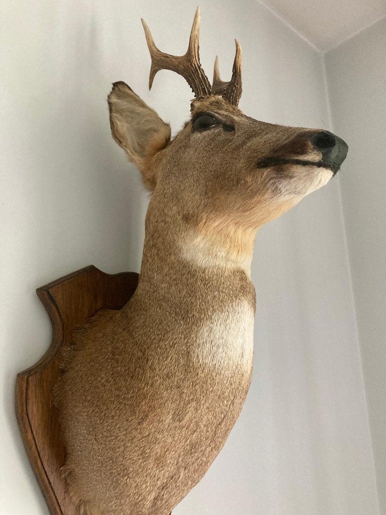 Tête  de cerf trophée  ee chasse, Enlèvement, Comme neuf, Cerf, Bois ou Tête