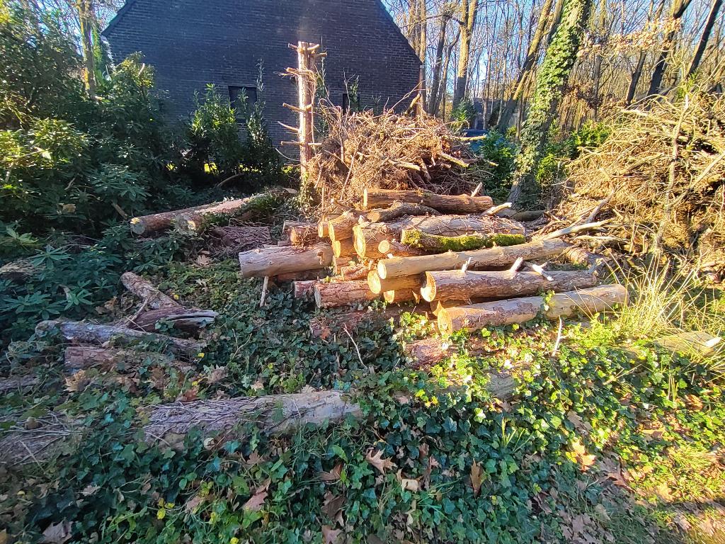 Brandhout, haardhout, stronken. Den, eik, 6 m³ ou plus, Enlèvement, Chêne, Troncs d'arbres