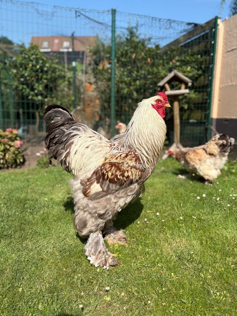 Broedeieren Brahma blauwzalm