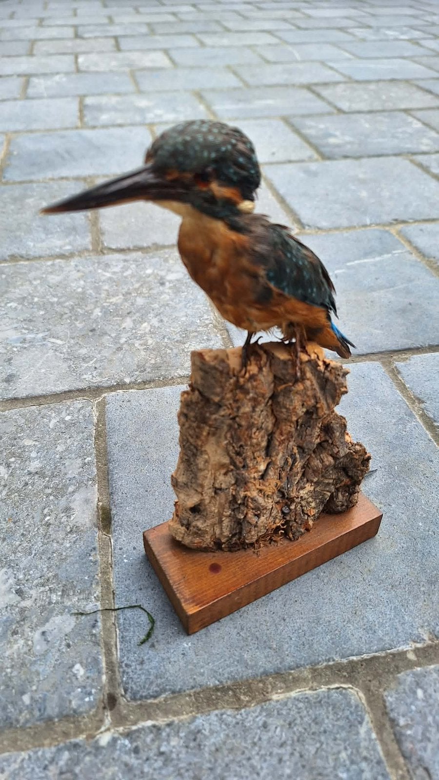 Taxidermie Ijsvogel, Collections, Collections Animaux, Enlèvement, Comme neuf
