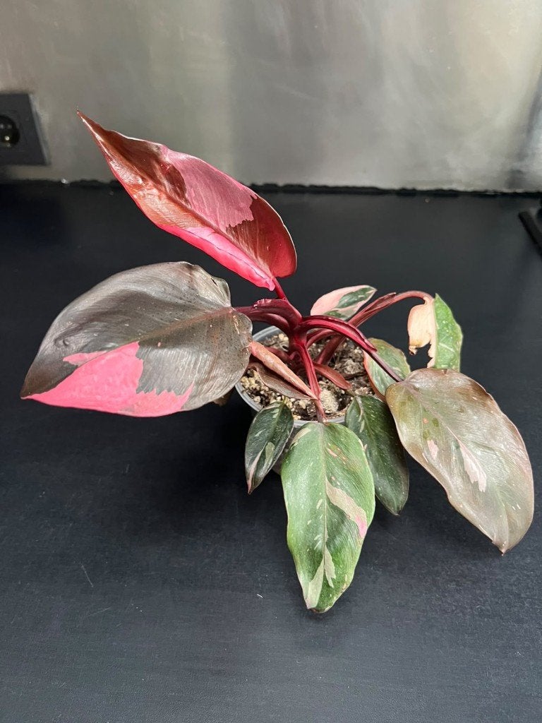 Plante d'intérieur Philodendron Pink Princess, Maison & Meubles, Autres espèces, Enlèvement ou Envoi, Moins de 100 cm, Plante verte