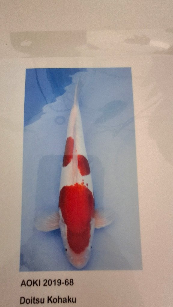 Japanse koi
