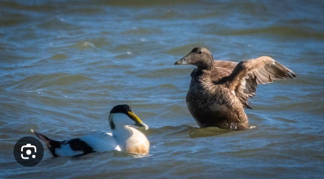 eidereenden, Plusieurs animaux, Canard