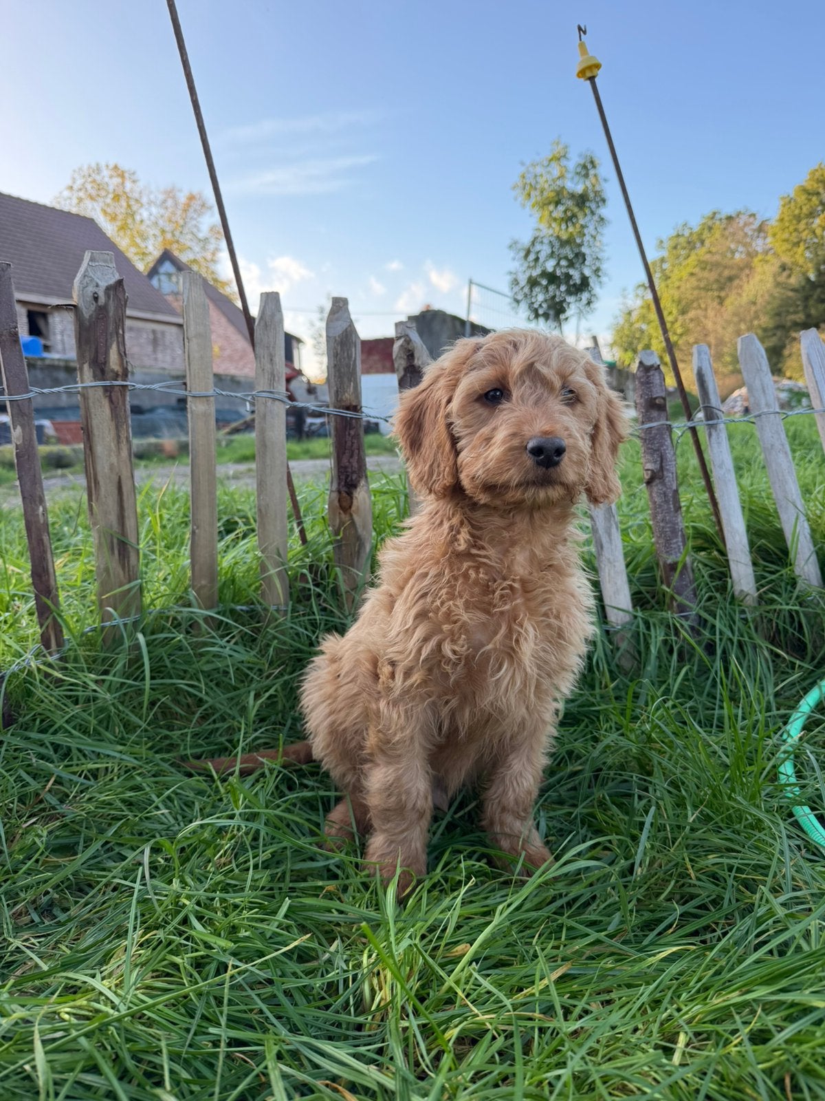 Mooie goldendoodle pups!, Golden retriever, Maladie de Carré (chiens), Plusieurs, Belgique